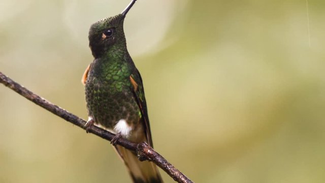 Buff-tailed coronet (Boissonneaua flavescens) hummingbird perching in humid montane rainforest on the western slopes of the Andes near Mindo, Ecuador