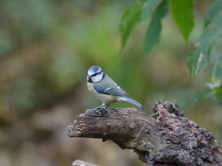 Blue tit (Cyanistes caeruleus)