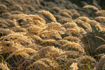 sun flare grass