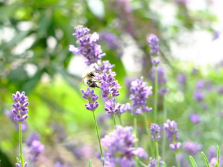 Lavendel