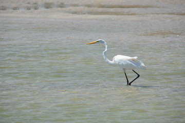 Great White Haron, Vilano Inlet, Florida
