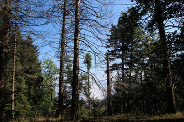 Fototapeta premium Forêt de résineux