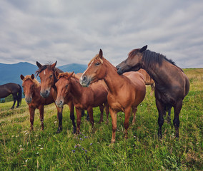Fototapeta na wymiar herd of horses is grazed