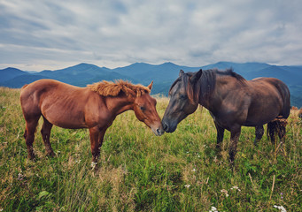 Obraz premium herd of horses is grazed