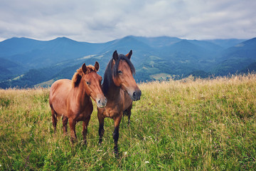 herd of horses is grazed