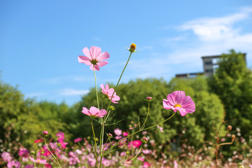 autumn flowers,Beautiful Autumn Cosmos,Cosmos Fall Autumn Landscape