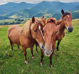 Obraz premium herd of horses is grazed