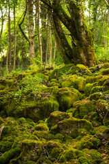 Mossy boulders