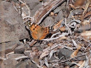 Mariposa