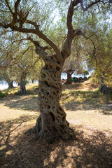 Old olive tree