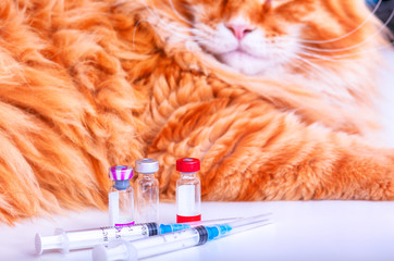 Cat Vaccination. Syringes and vials with vaccine for pets and ginger maine coon cat on white table.