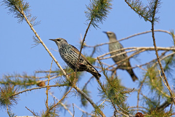 Star, Sturnus vulgaris, in den Zweigen einer Lärche