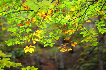 Autumnal yellow leaves