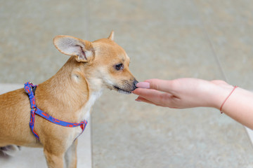 Little mongrel sniffing a woman's hand, close-up