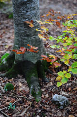 Obraz premium Autumnal yellow leaves