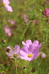 autumn flowers,Beautiful Autumn Cosmos,Cosmos Fall Autumn Landscape
