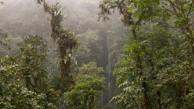 Interior of very humid cloud forest with a waterfall in background. Trees are festooned with epiphytes, moss and large leaved vines family Araceae. On western slopes of the Andes near Mindo, Ecuador