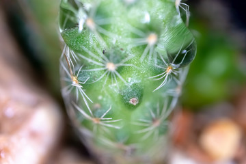 Close up photograph of a cactus on a white background.