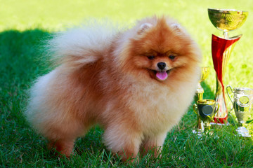 The dog breed pomeranian spitz