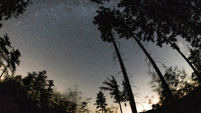 Nachts im Teutoburger Wald mit Sternenhimmel