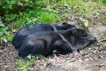 Two sleeping wild boars, Family