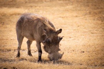 Warthog 