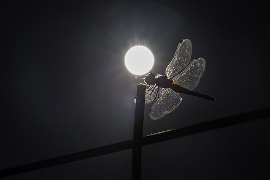Dragonfly