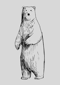 Sketch of polar bear. Hand drawn illustration converted to vector