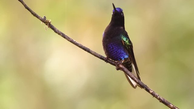 Velvet-purple Coronet (Boissonneaua jardini) hummingbird perching in humid montane rainforest on the western slopes of the Andes near Mindo, Ecuador