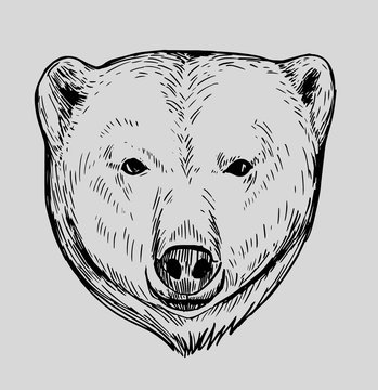 Sketch of polar bear. Hand drawn illustration converted to vector