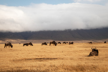 herd of wildebeest in savannah