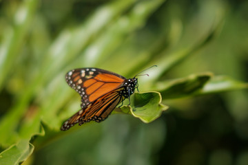 butterfly in nature closeup, Monarch butterfly