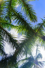 Fototapeta premium palm trees on background of blue sky