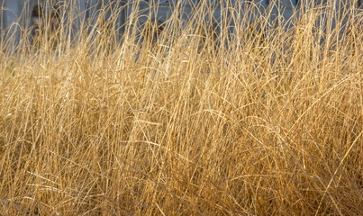 Fototapeta premium yellow corn grass pattern