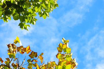 Autumn sky landscape,The sycamore of the autumn sky,Autumn leaves informing of autumn