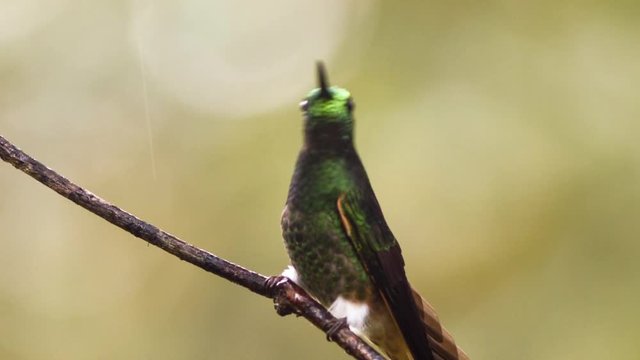 Buff-tailed coronet (Boissonneaua flavescens) hummingbird perching in humid montane rainforest on the western slopes of the Andes near Mindo, Ecuador