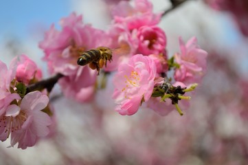 Sakura wild cherry and a flying bee