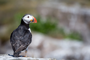 Fototapeta premium Puffin on Farne Islands