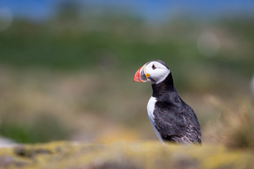 Puffin on Farne Islands