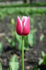 Red Tulip 