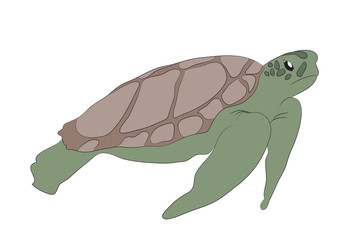 green turtle swim drawing, vector
