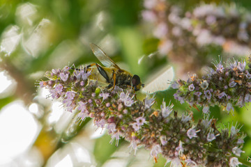 Schwebfliege an einer Blüte © nounours1