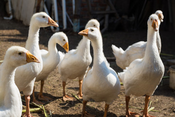 a flock of geese gathered in a circle