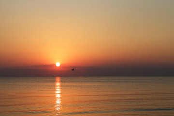 Seagull flying against a sunset
