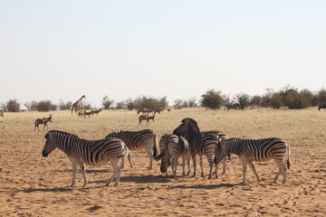 Fototapeta na wymiar zèbres en savane africaine