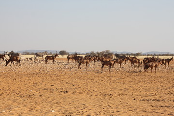Fototapeta na wymiar Point d'eau en savane africaine