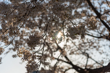 Sakura Cherry blossom in spring season at Tokyo, Japan.