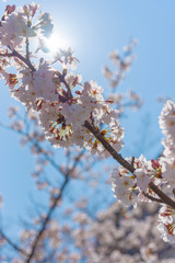 Sakura Cherry blossom in spring season at Tokyo, Japan.
