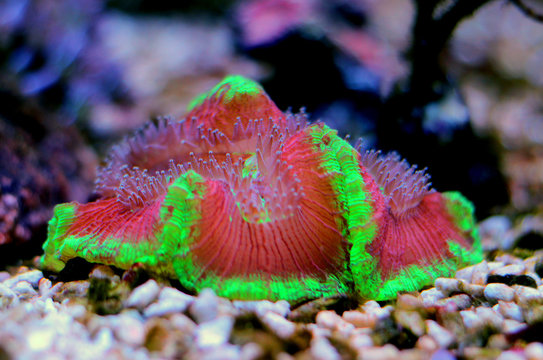 Colorful open brain LPS coral in saltwater aquarium