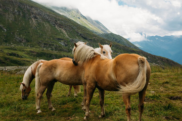 Fototapeta na wymiar Mountain Horses